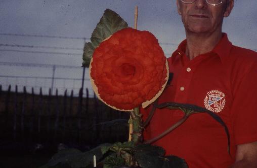 B. ‘Alexandra’